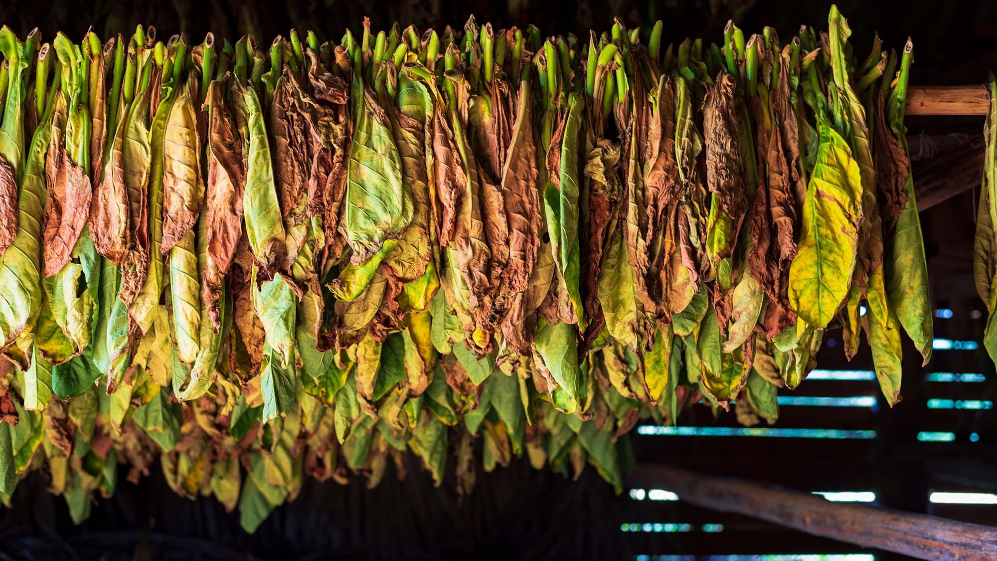 Hanging Tobacco