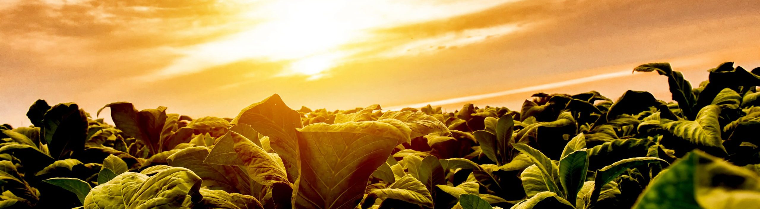 Tobacco Field