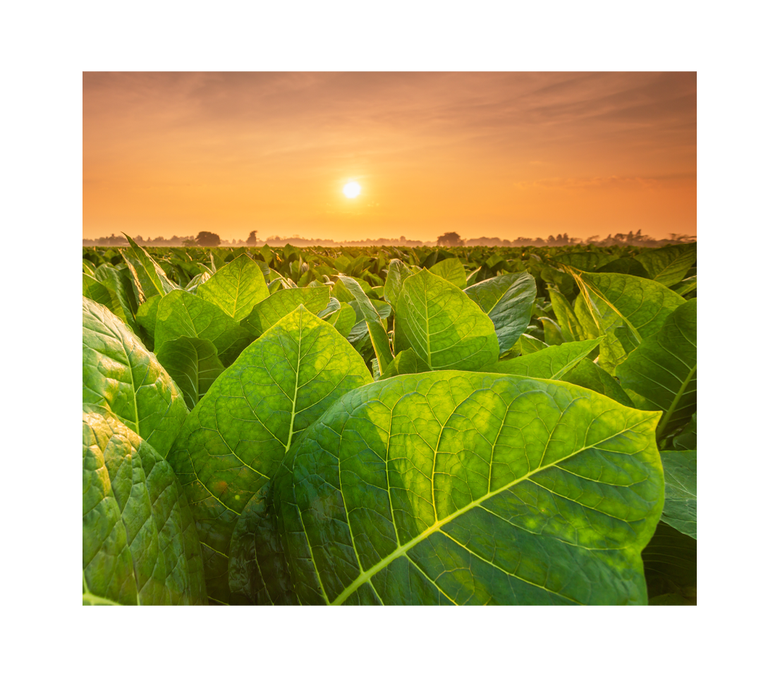 Tobacco Field.